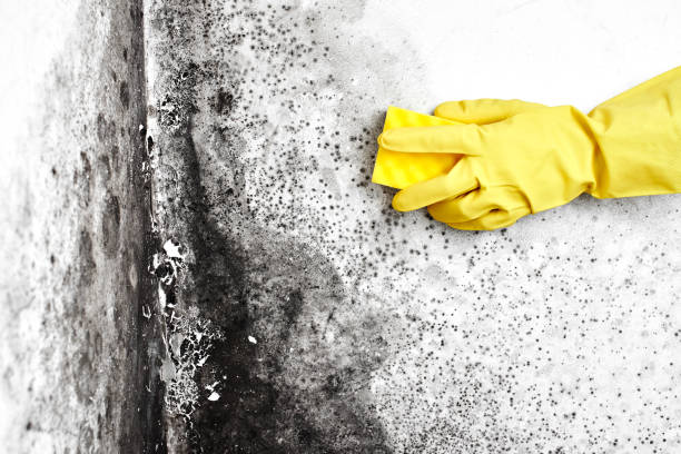 Best Mold Prevention Services  in Derby, CO